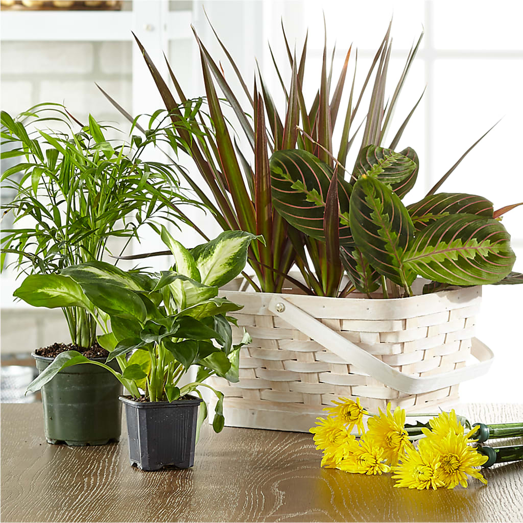 Florist Designed Blooming and Green Plants in a Basket – Fleuriste Lily-rose, Magog PQ