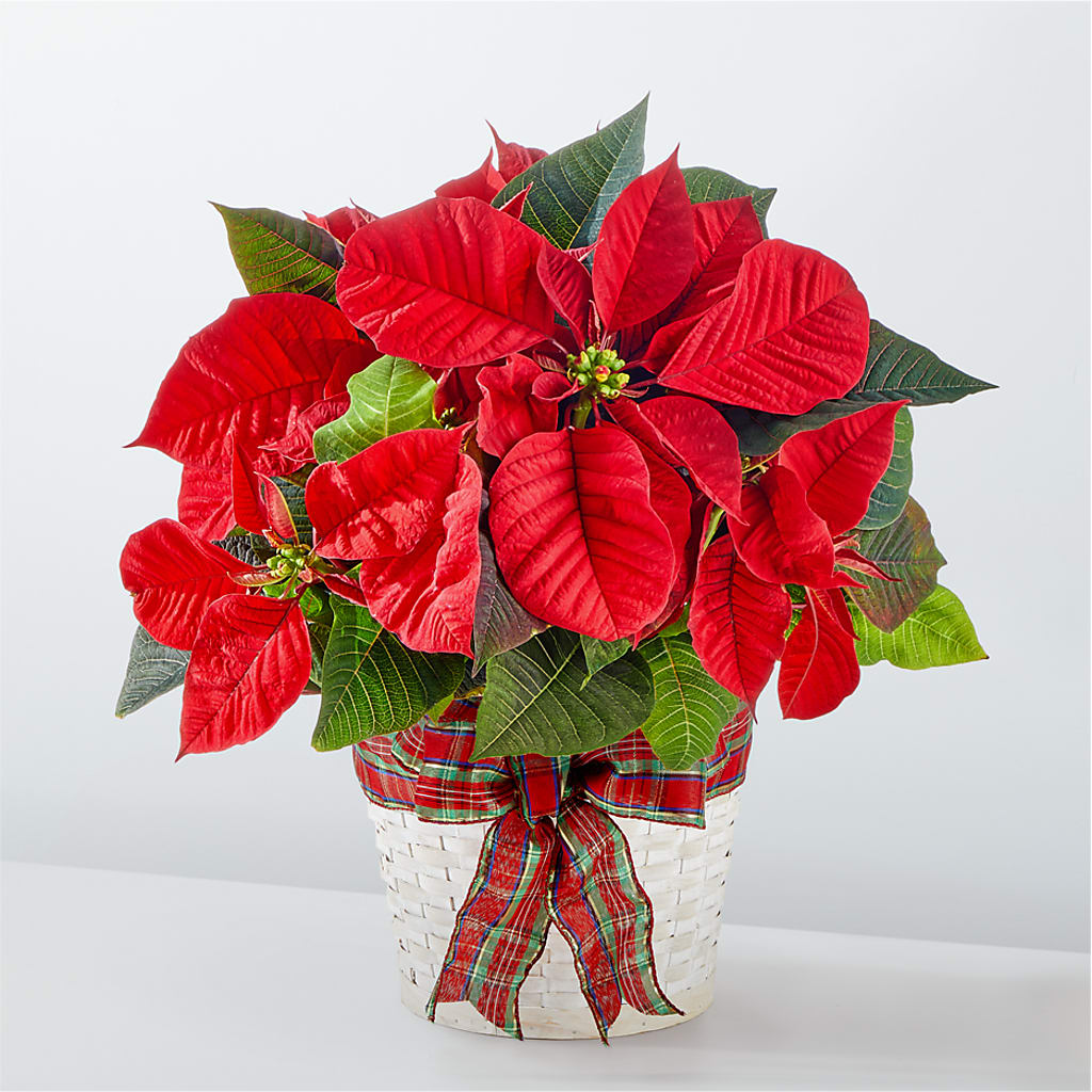 Happiest Holidays Poinsettia – Fleuriste Lily-rose, Magog PQ