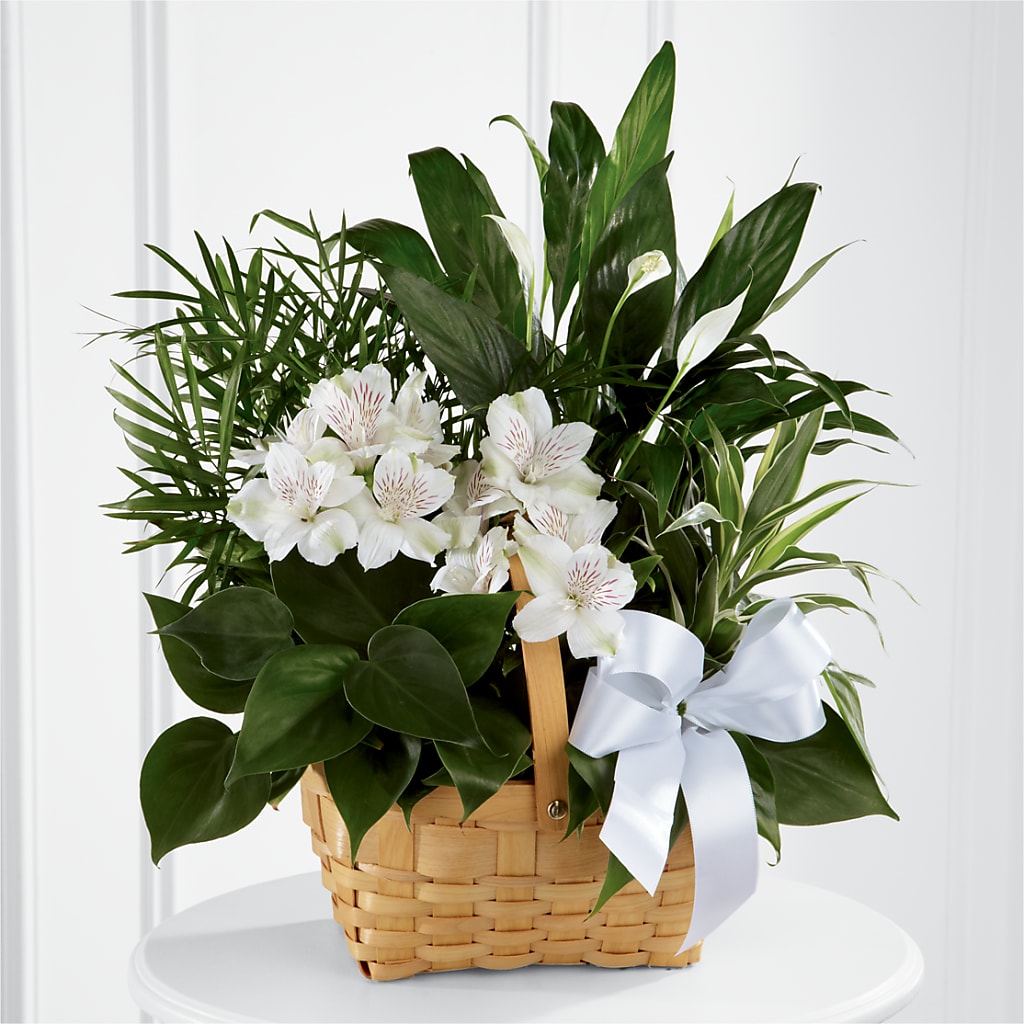 Peace & Serenity Dishgarden – Fleuriste Lily-rose, Magog PQ