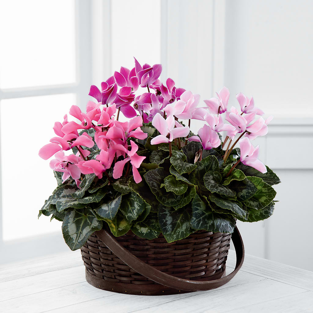 Mixed Cyclamen Planter – Fleuriste Lily-rose, Magog PQ