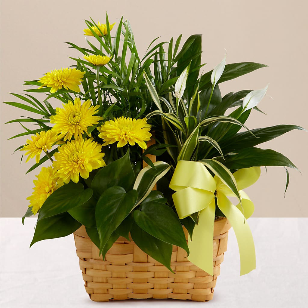 Loving Light Dishgarden – Fleuriste Lily-rose, Magog PQ