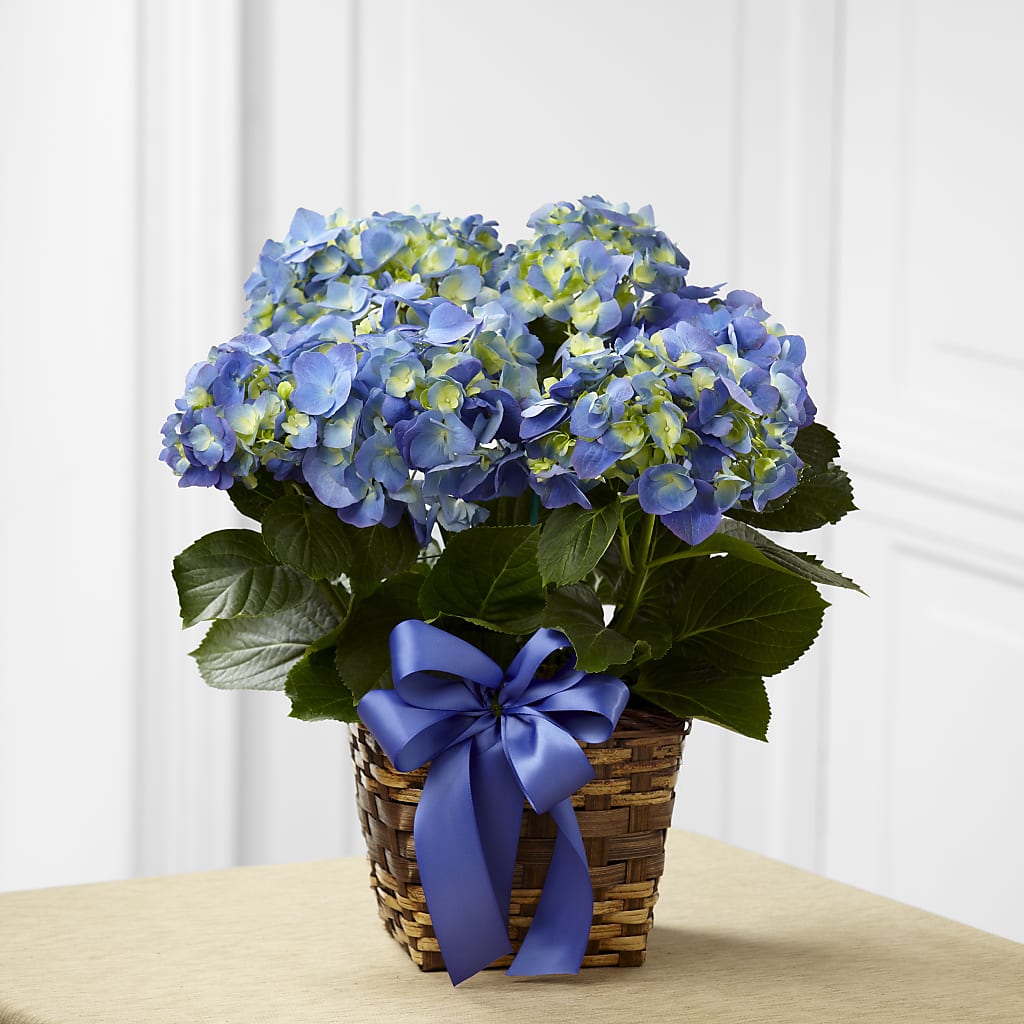 Blue Hydrangea Planter – Fleuriste Lily-rose, Magog PQ