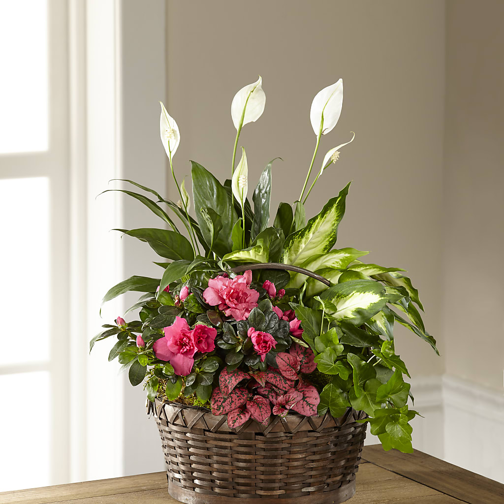 Dream in Pink Dishgarden – Fleuriste Lily-rose, Magog PQ