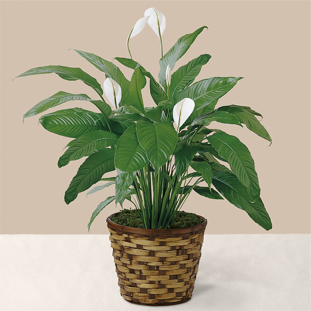 Tranquil Moments Peace Lily Plant – Fleuriste Lily-rose, Magog PQ
