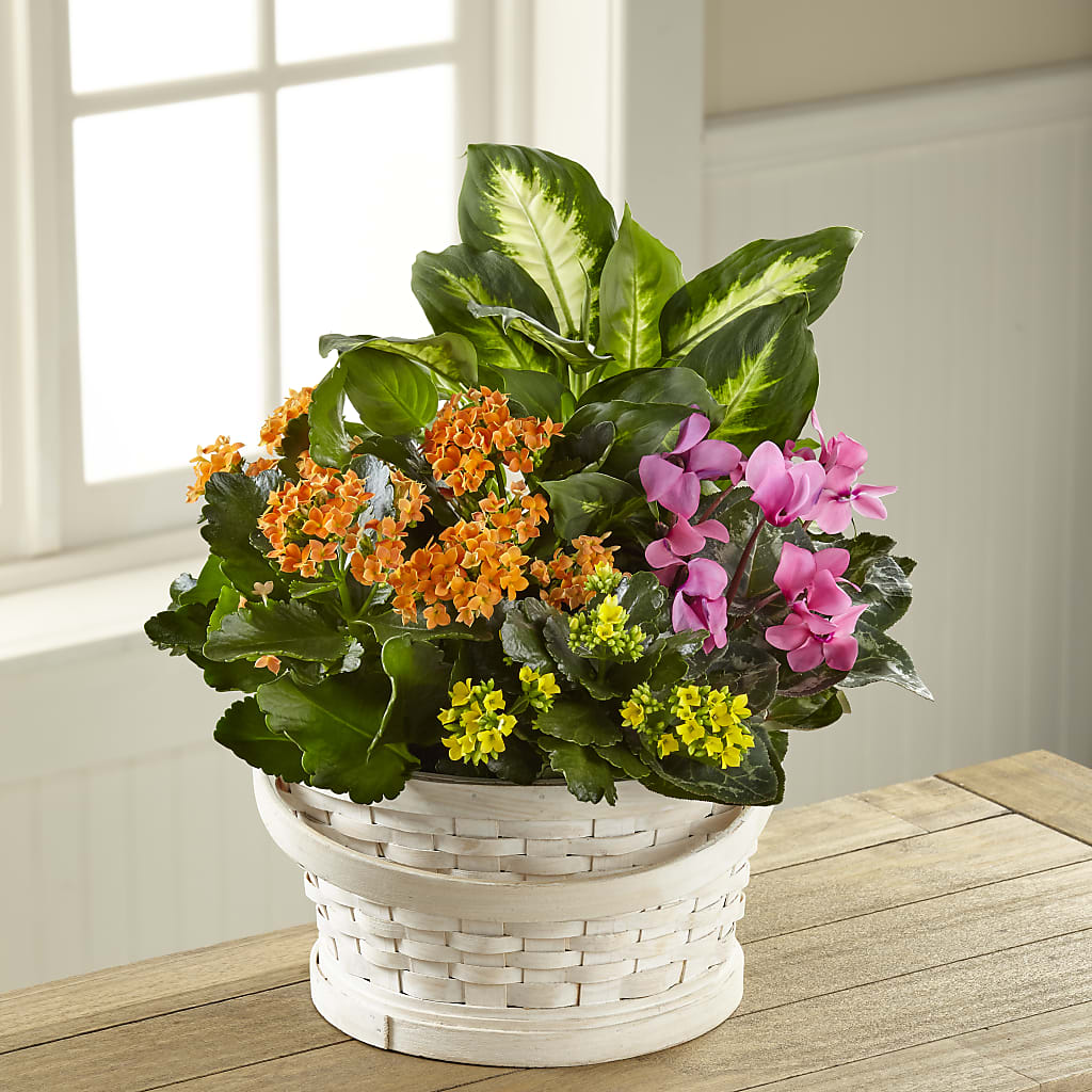 Color Crush Dishgarden – Fleuriste Lily-rose, Magog PQ
