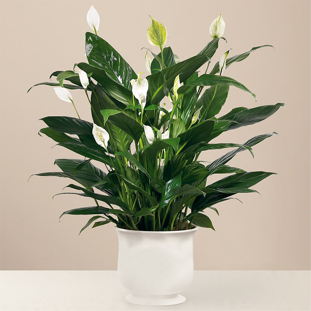 Comfort Planter – Fleuriste Lily-rose, Magog PQ