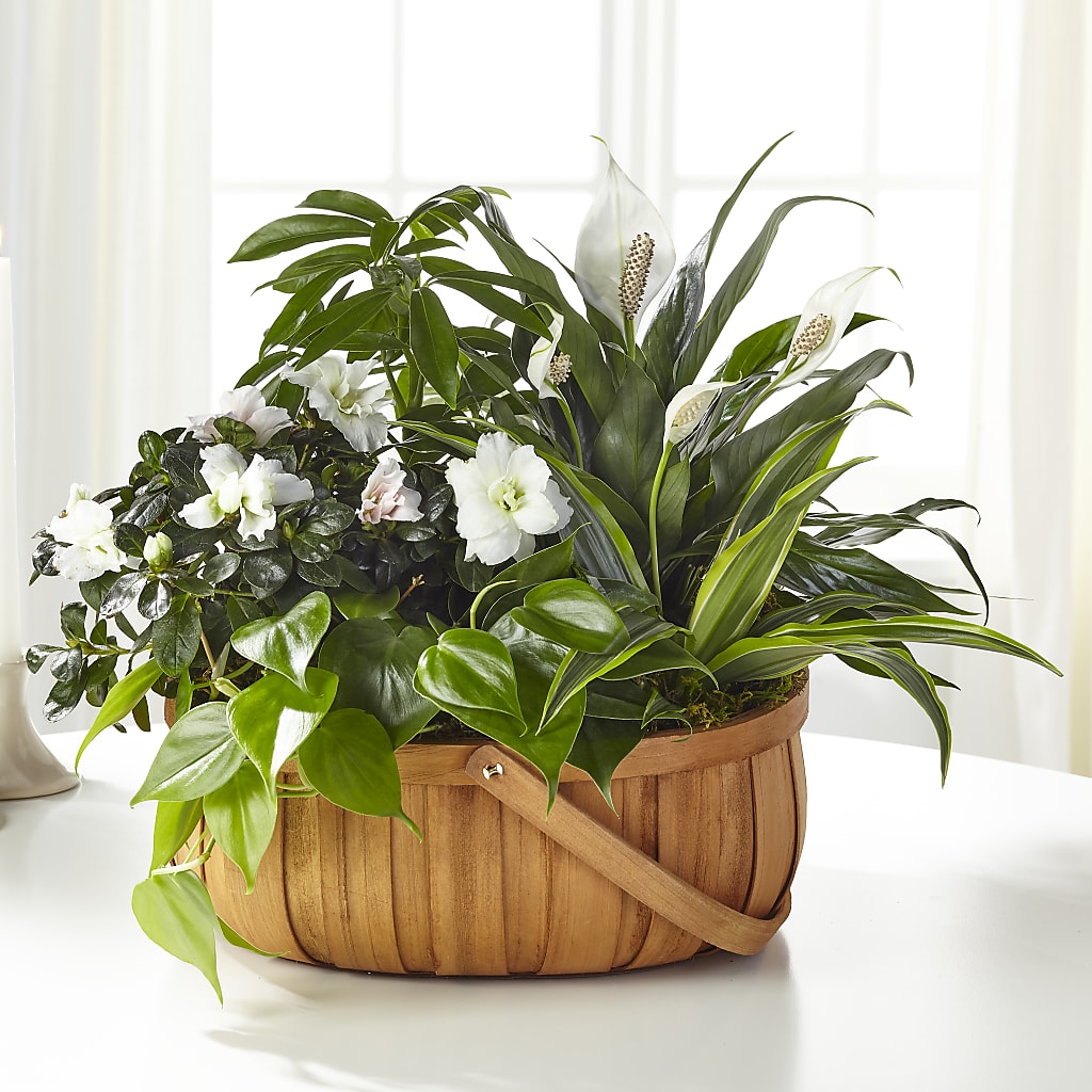 Serene Dishgarden – Fleuriste Lily-rose, Magog PQ