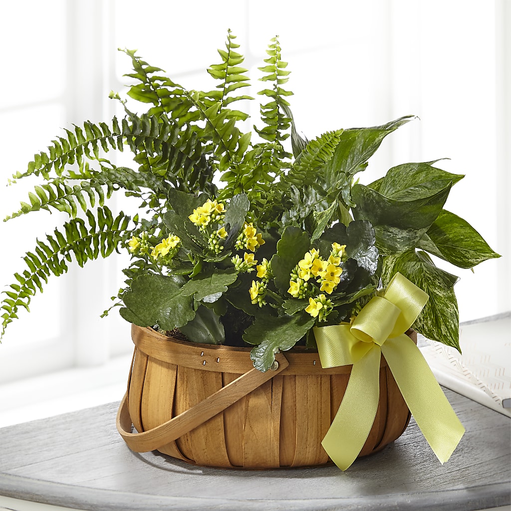 Always Dear Dishgarden – Fleuriste Lily-rose, Magog PQ