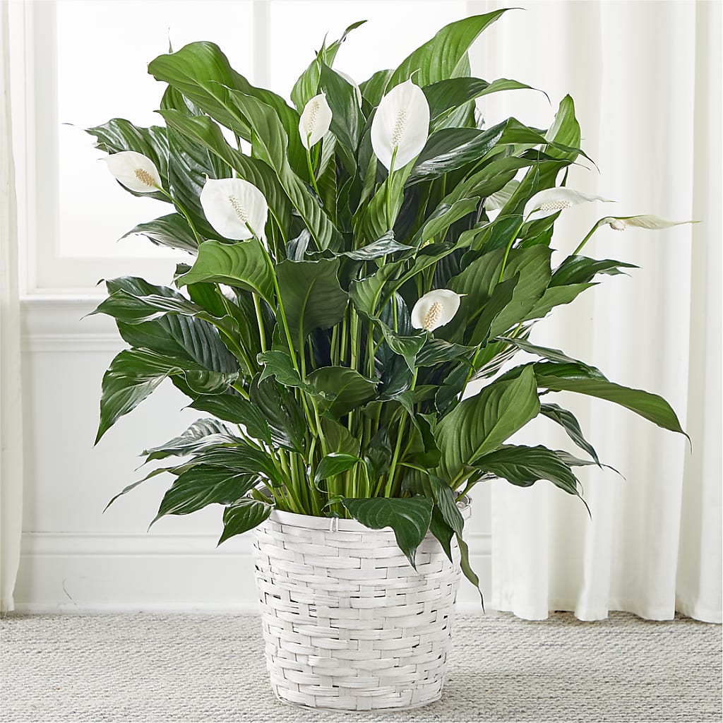 A New Leaf Peace Lily – Fleuriste Lily-rose, Magog PQ