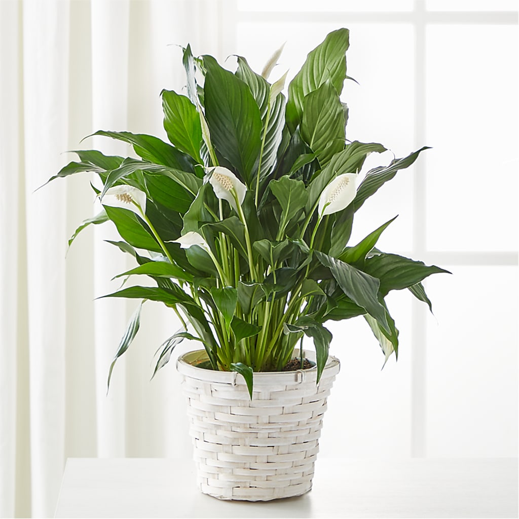 A New Leaf Peace Lily – Fleuriste Lily-rose, Magog PQ