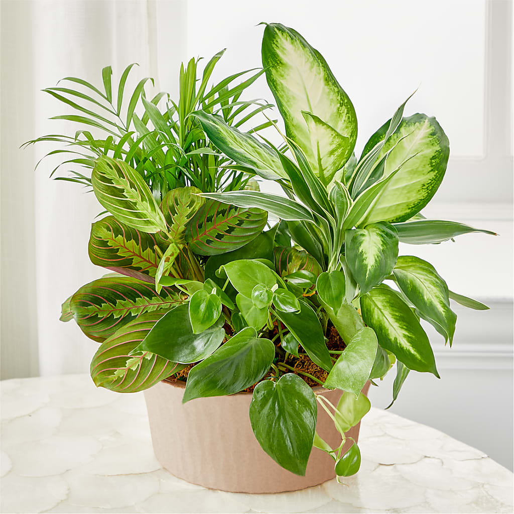 Balance & Harmony Dishgarden – Fleuriste Lily-rose, Magog PQ