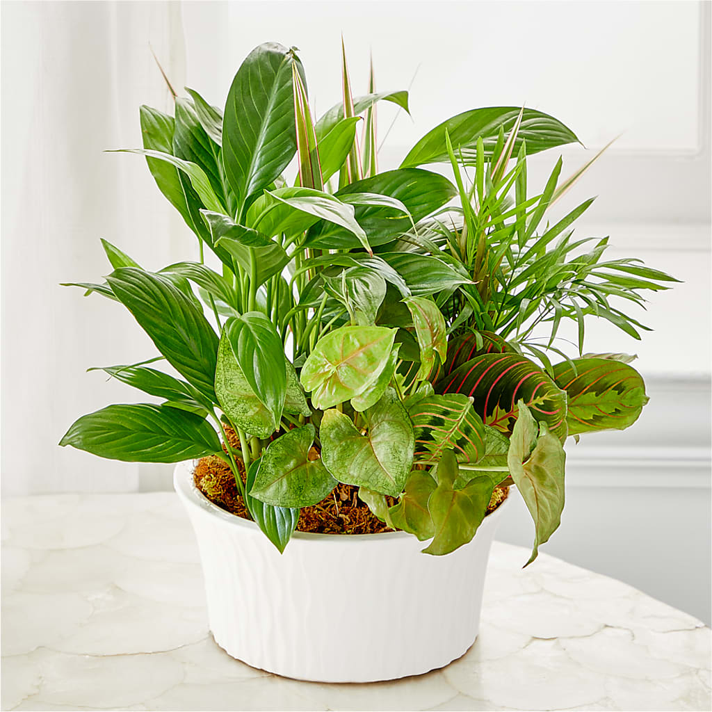 Balance & Harmony Dishgarden – Fleuriste Lily-rose, Magog PQ