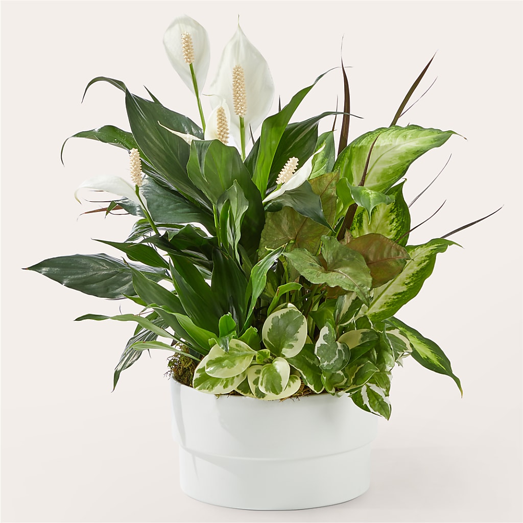 Radiating Positivity Dishgarden – Fleuriste Lily-rose, Magog PQ