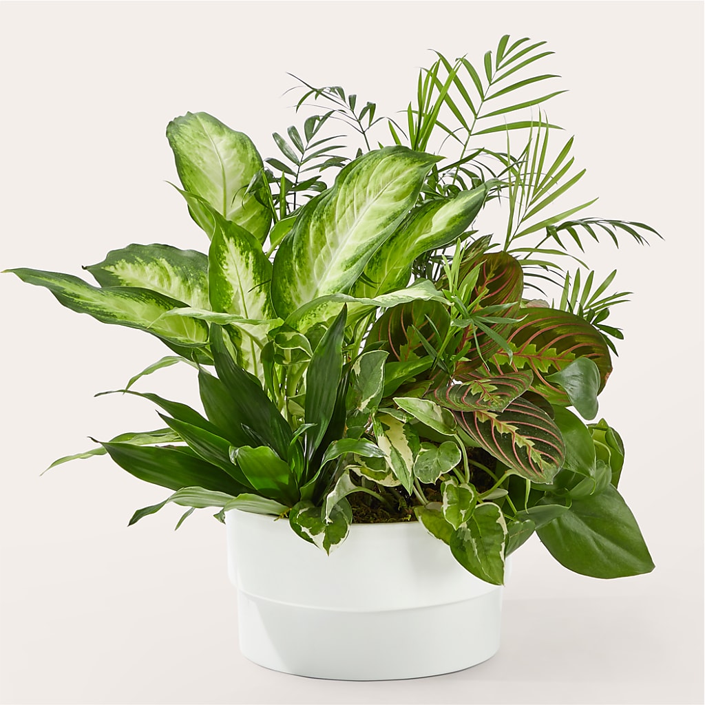 Radiating Positivity Dishgarden – Fleuriste Lily-rose, Magog PQ
