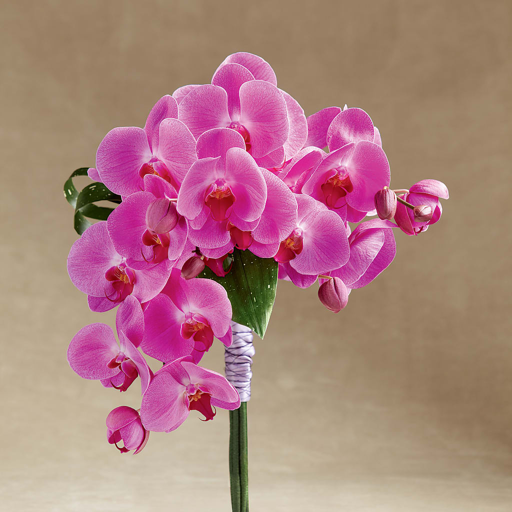 Glorious Bouquet – Fleuriste Lily-rose, Magog PQ