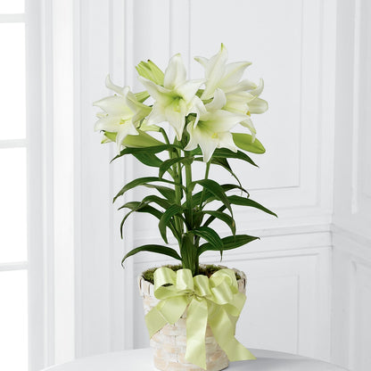 Easter Lily Plant –  Fleuriste Lily-rose, Magog PQ
