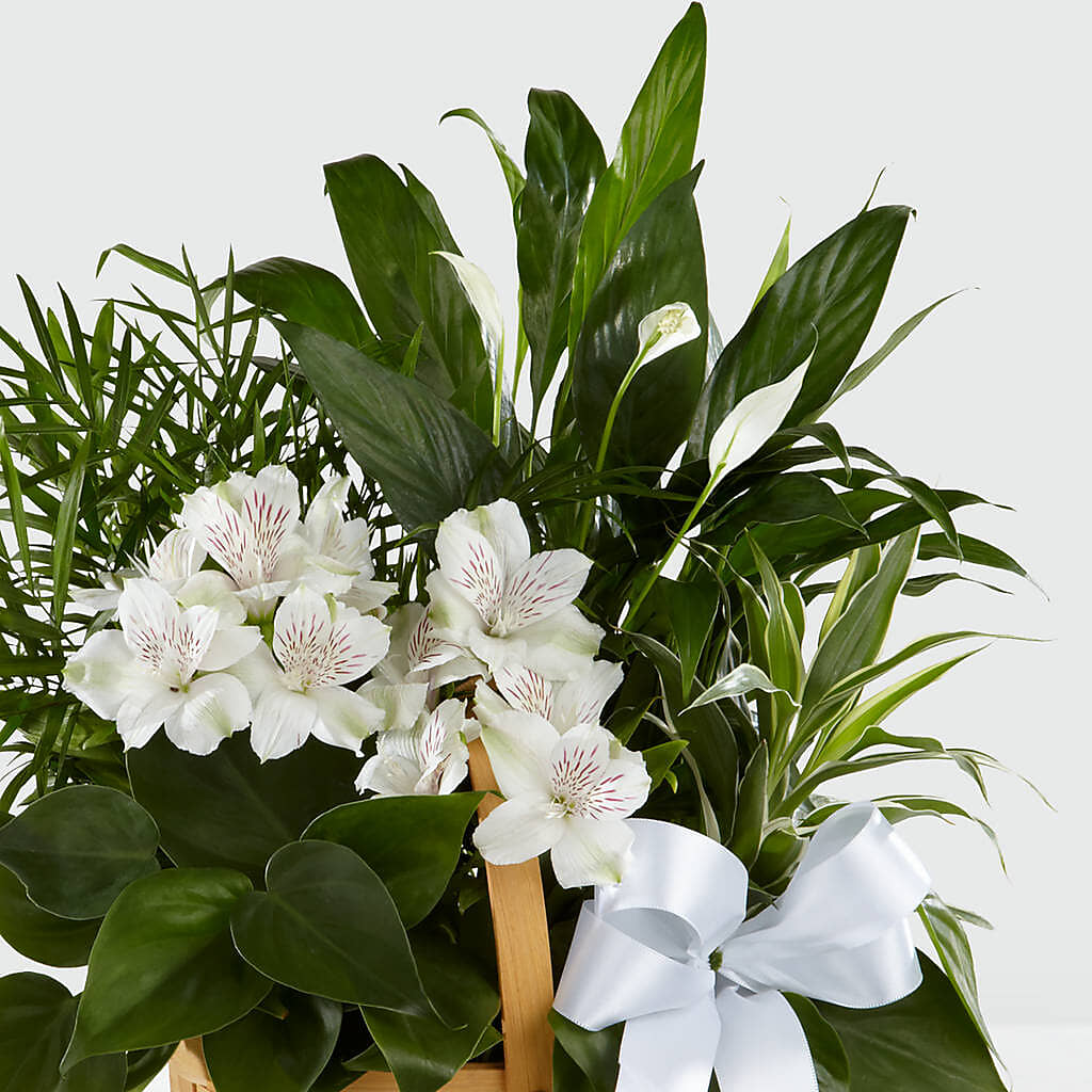 Peace & Serenity Dishgarden –  Fleuriste Lily-rose, Magog PQ