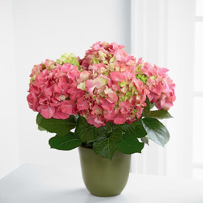 Pink Hydrangea Planter –  Fleuriste Lily-rose, Magog PQ