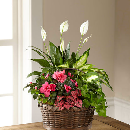 Dream in Pink Dishgarden –  Fleuriste Lily-rose, Magog PQ
