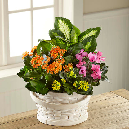 Color Crush Dishgarden –  Fleuriste Lily-rose, Magog PQ
