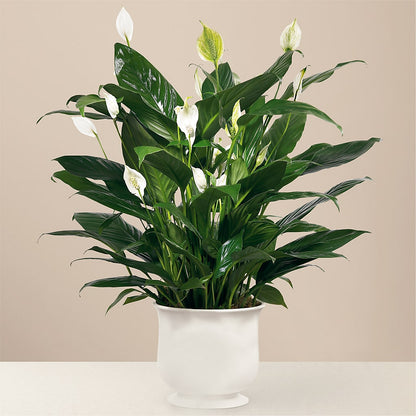 Comfort Planter –  Fleuriste Lily-rose, Magog PQ