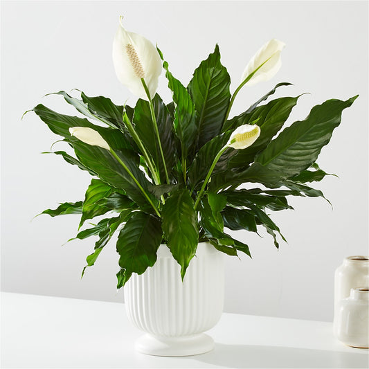 Comfort Planter –  Fleuriste Lily-rose, Magog PQ