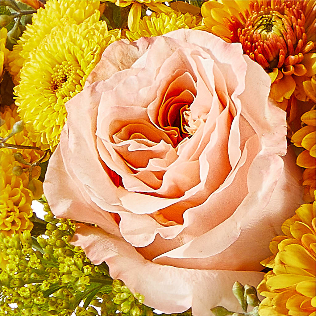 Peachy Pumpkin –  Fleuriste Lily-rose, Magog PQ