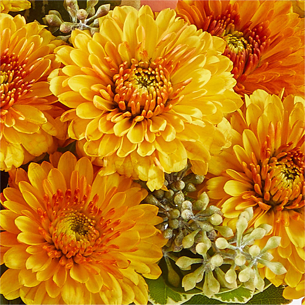 Peachy Pumpkin –  Fleuriste Lily-rose, Magog PQ