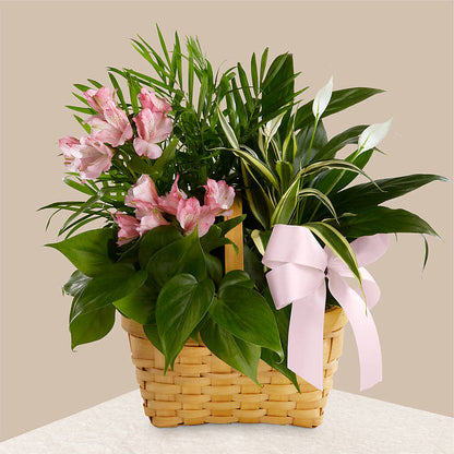 Living Spirit Dishgarden –  Fleuriste Lily-rose, Magog PQ