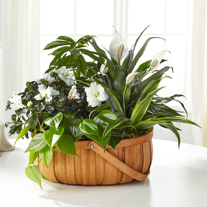 Serene Dishgarden –  Fleuriste Lily-rose, Magog PQ