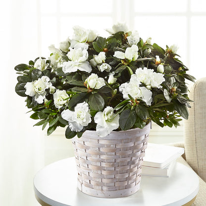 White Azalea Plant –  Fleuriste Lily-rose, Magog PQ