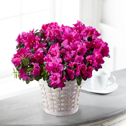 Hope & Serenity Azalea Plant –  Fleuriste Lily-rose, Magog PQ