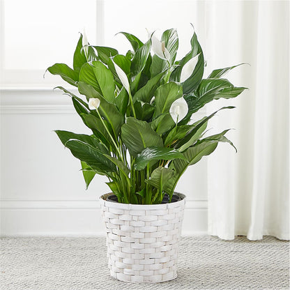 A New Leaf Peace Lily –  Fleuriste Lily-rose, Magog PQ