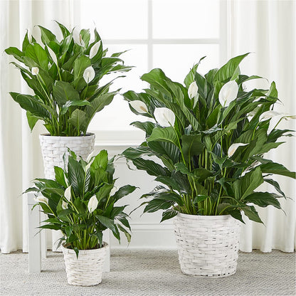 A New Leaf Peace Lily –  Fleuriste Lily-rose, Magog PQ