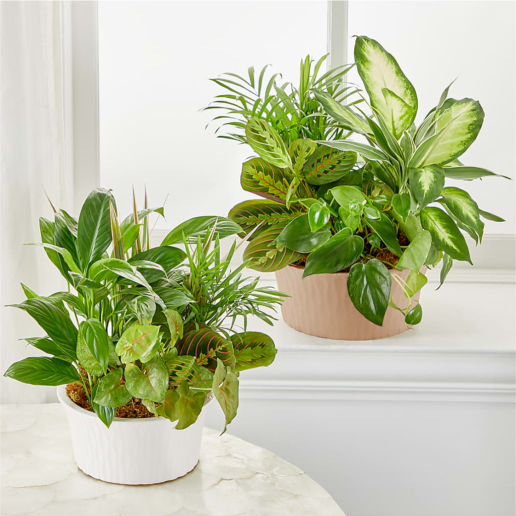 Balance & Harmony Dishgarden –  Fleuriste Lily-rose, Magog PQ
