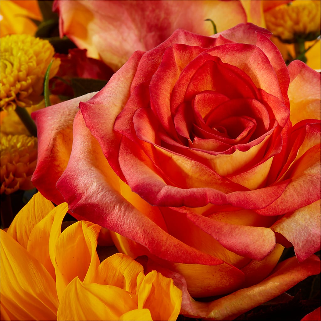 Picnic in the Park Bouquet –  Fleuriste Lily-rose, Magog PQ